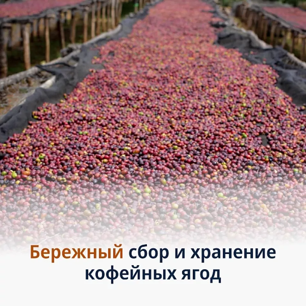 Кофе в зернах DeLonghi Signature coffee Africana selection blend