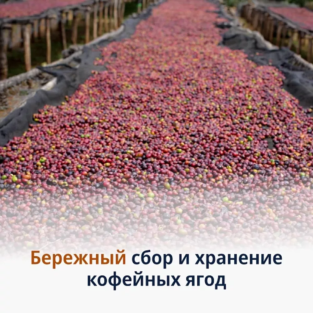 Кофе в зёрнах DeLonghi Signature Espresso Light 1 кг